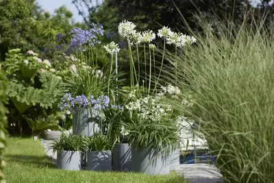 Agapanthus