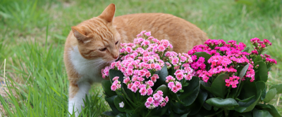 Alles over katvriendelijke tuinplanten