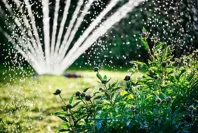 Bewatering tips van de expert