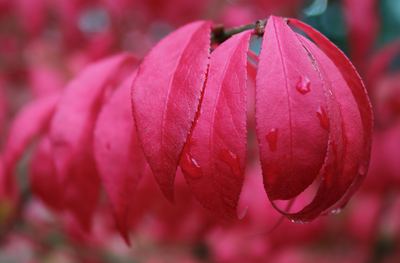 De Betoverende Kardinaalsmuts (Euonymus)