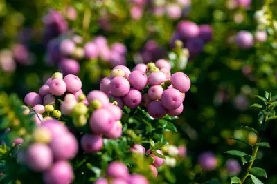 De geheimen van de Gaultheria