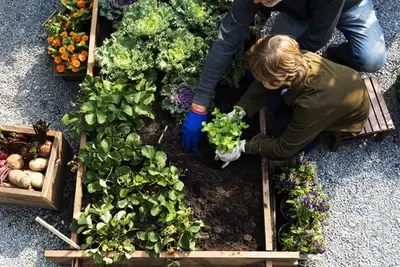 De moestuin in augustus