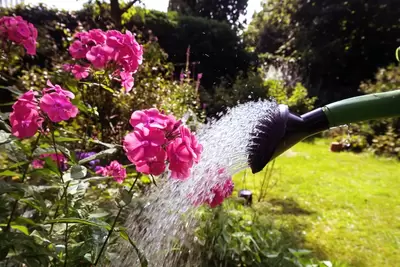 De tuin besproeien in de zomer