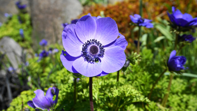 De voordelen van vaste planten