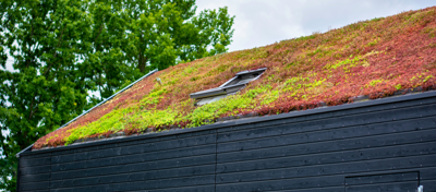 Deze planten zijn geschikt voor een groen dak