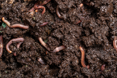 Het belang van nuttige beestjes in je tuin