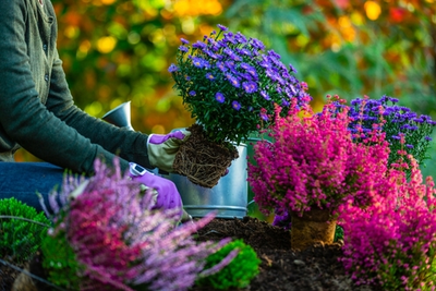 Het Vergeten Plantseizoen: Waarom het Najaar de Beste Tijd is om te Planten