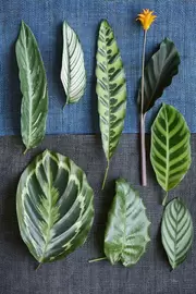 Hoe verzorg je een Calathea?