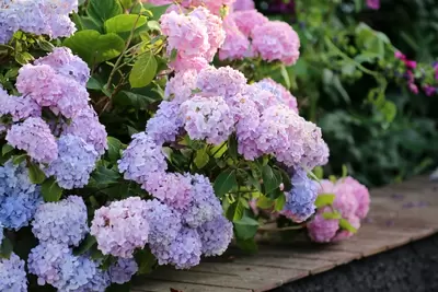 Hortensia: 9 tips