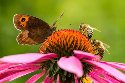 Insecten vervelend? We hebben ze nodig en dit is waarom...