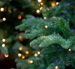 Kerstboom: maak dit jaar een duurzame keuze