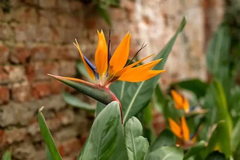 'Oranje boven' in huis en tuin!