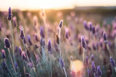 Lavendel: Balkonplant 2018!