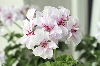 Leve de potgeranium (Pelargonium)!