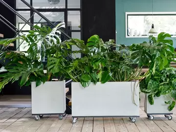 Monstera: Woonplant van de maand juli