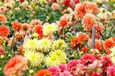 Nu doen: zomerbollen planten