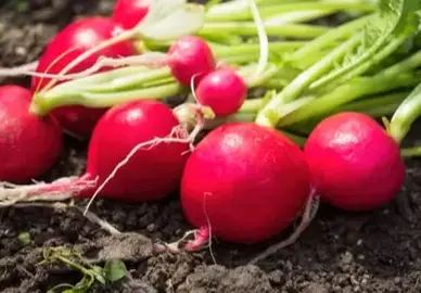 Oogst uit de moestuin in juni en juli