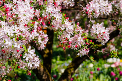 Plant een (kleine) boom