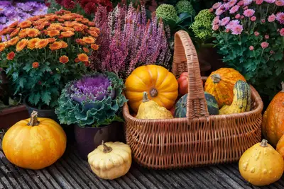 Pompoen in de spotlight: van moestuinoogst tot Halloween