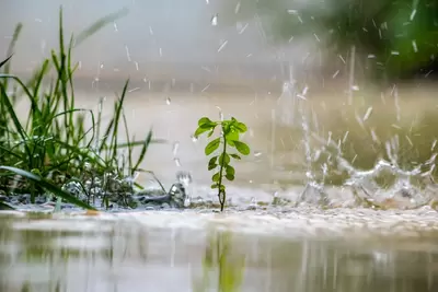 Tips voor de watervriendelijke tuin!