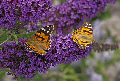 Top 5 inheemse tuinplanten