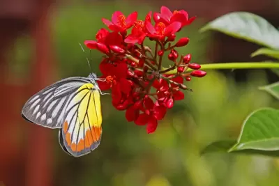 Vlinders in de tuin