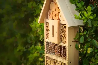 Voordelen van een bijenhotel