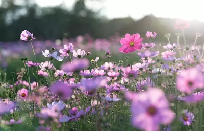 Voorjaar inspiratie voor huis en tuin