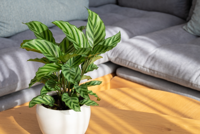 Wist jij dit over de Calathea?