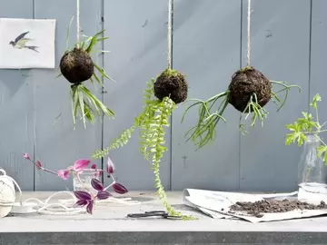 Zelf een kokedama maken!