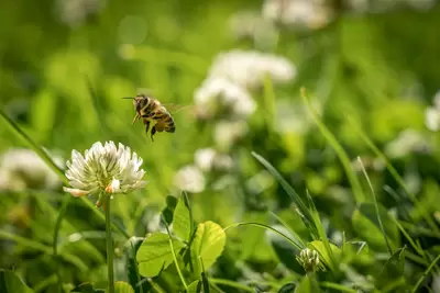 Zo maak je jouw tuin bij-vriendelijk