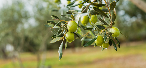 olijfboom kopen  olijfboom kopen voor buiten  olijfboom op stam  tuinland olijfboom  olijfboom dikke stam  olijfboom winterhard  olijfboom groeisnelheid