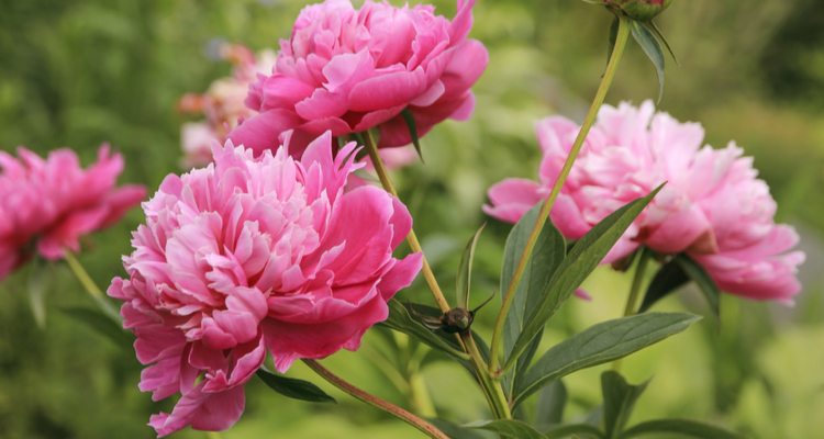 Pioenroos planten