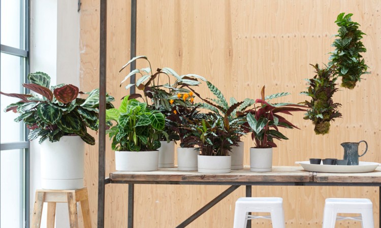 hoe groot wordt calathea