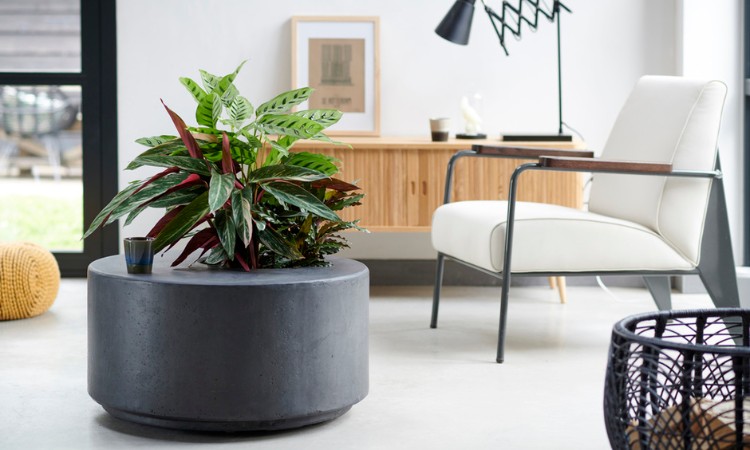 Hoe vaak de Calathea water geven?