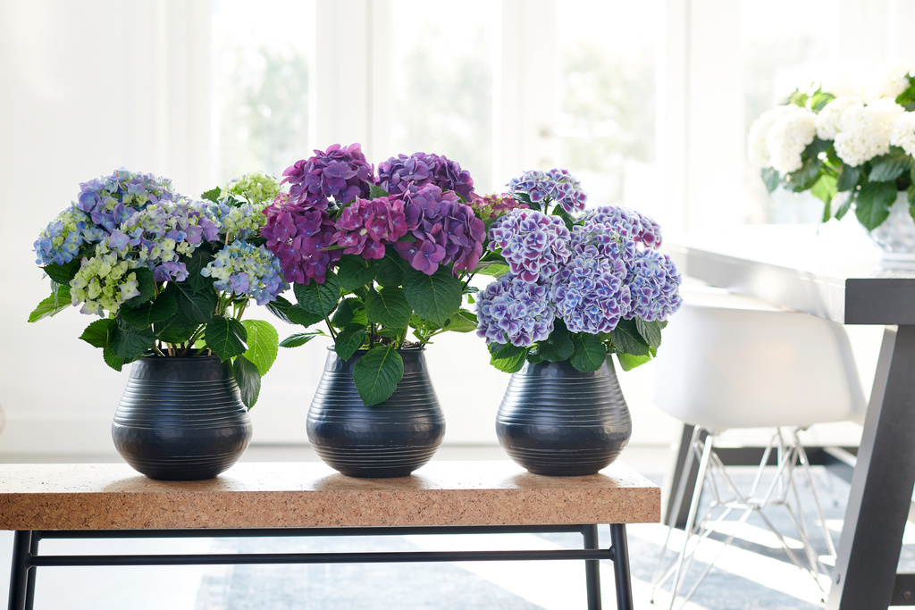 Hortensia kopen, roze wit of blauw