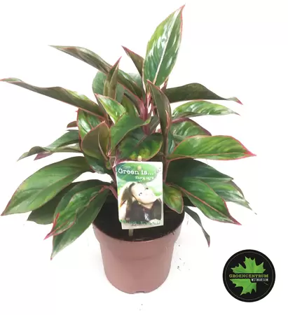 Aglaonema