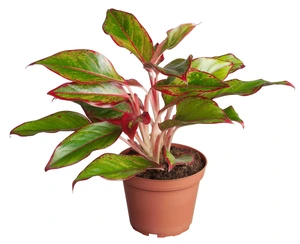 Aglaonema 'Lipstick'