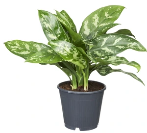 Aglaonema 'Maria'