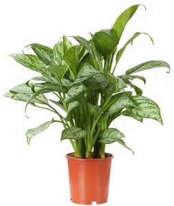 Aglaonema 'Maria Christina'