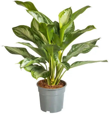 Aglaonema 'Silver Bay'