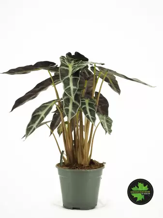 Alocasia bambino Arrow