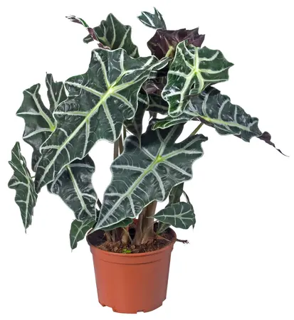 Alocasia 'Polly'