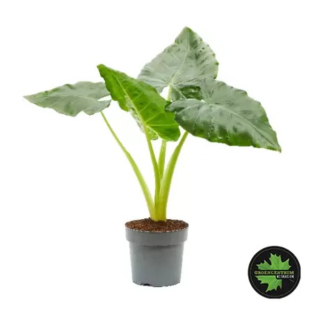 Alocasia portadora