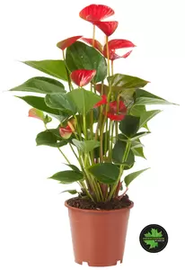 Anthurium andreanum rood