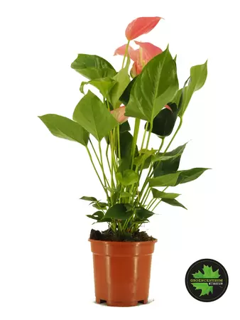 Anthurium andreanum roze