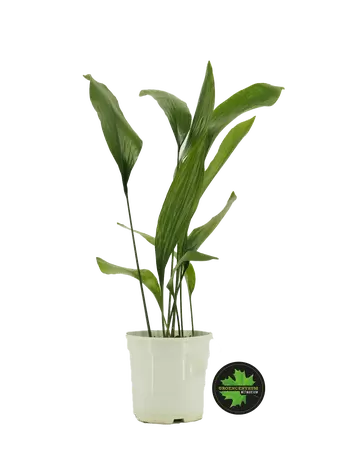 Aspidistra elatior