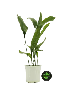 Aspidistra elatior