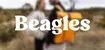 Beagles