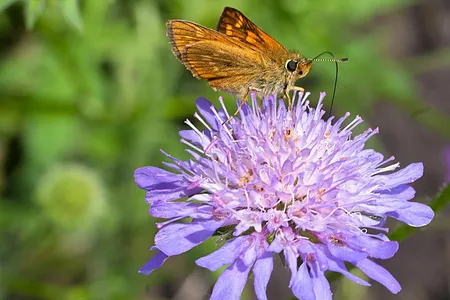 Beemdkroon - Knautia arvensis